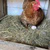 Uzgoj jaja na farmi Lukač i najava Eko sajma u Čazmi