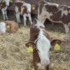 Ekološka poljoprivreda i Farma Hubak