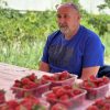 Posljedice nevremena, uzgoj jagoda i izložba vina