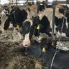 Proizvodnja mlijeka na OPG-u Balug