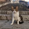 Od glave do repa – Dunja Sladić i Johny the Boss, mačke u turizmu 07.09.2026.